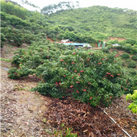 河源荔枝苗