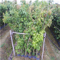惠州荔枝直生苗批发