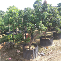 东莞桂味荔枝苗种植基地