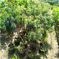 深圳仙进奉荔枝苗