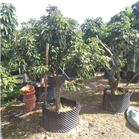 佛山桂味荔枝苗批发