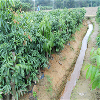 河源荔枝直生苗基地