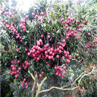 淡水糯米糍荔枝苗基地
