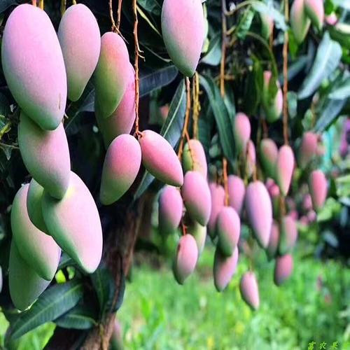东莞凯特芒果苗 