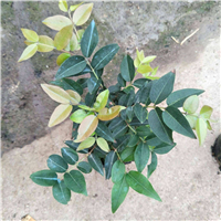 中山福冈树葡萄苗 