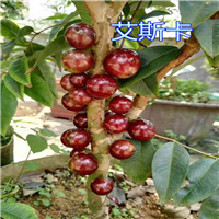 广东艾斯卡树葡萄苗 