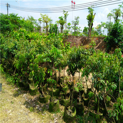 深圳桂味荔枝苗批发