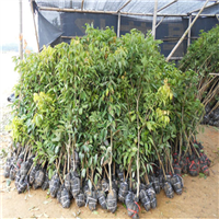 福建荔枝直生苗