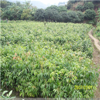 惠阳桂味荔枝苗