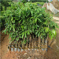 惠州荔枝征收苗基地 