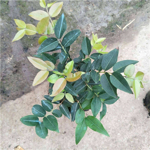 中山福冈树葡萄苗 