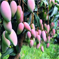东莞凯特芒果苗 