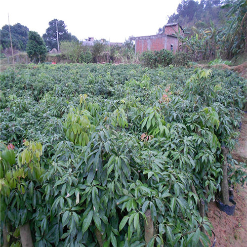 东莞荔枝直生苗种植基地