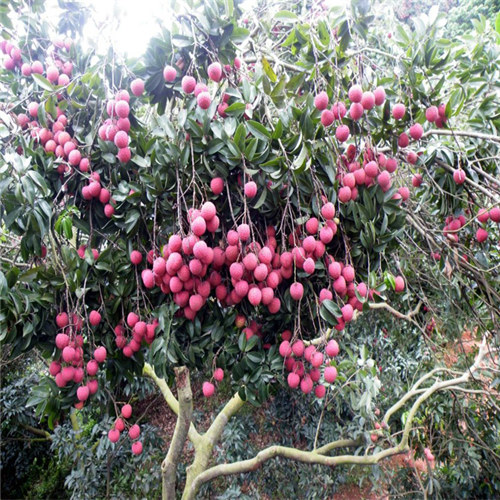 淡水糯米糍荔枝苗基地