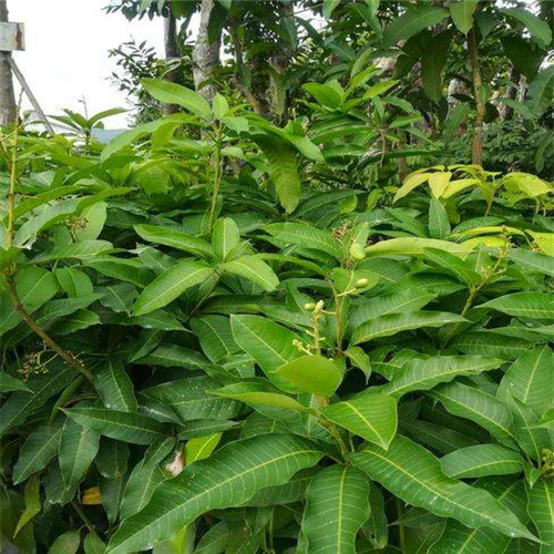 广东芒果苗 