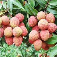惠阳糯米糍苗种植基地 
