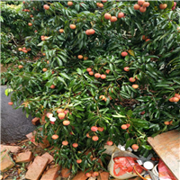 惠州荔枝苗基地