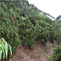 珠海荔枝苗价格