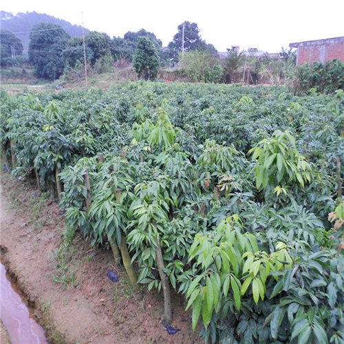 深圳妃子笑荔枝苗