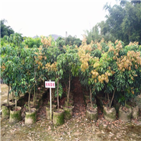 广西桂味荔枝苗