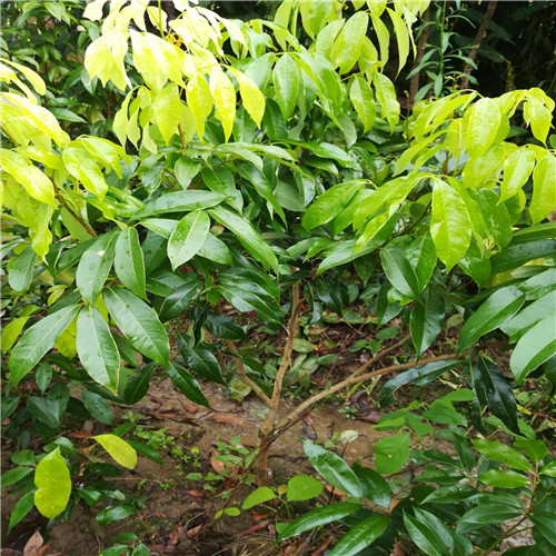 广东惠州荔枝苗基地 