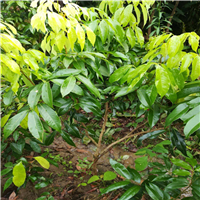 广东惠州荔枝苗基地 