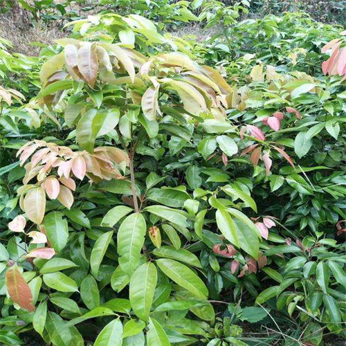 惠州妃子笑苗基地 