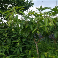 广东四季芒果苗 