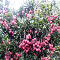惠阳糯米糍荔枝苗