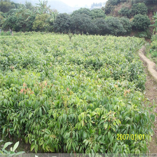 惠阳桂味荔枝苗
