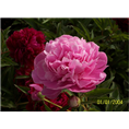 菏泽精品芍药价格|菏泽精品芍药批发