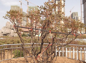 山东牡丹树种植基地|菏泽牡丹树批发