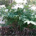 菏泽油用牡丹基地|山东油用牡丹价格 