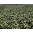 油用牡丹批发|菏泽油用牡丹