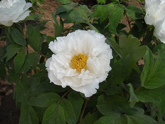 菏泽白色系列牡丹销售|山东观赏牡丹基地