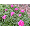 菏泽芍药苗销售|菏泽芍药种植基地
