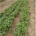 菏泽牡苗销售价格|菏泽牡丹种植基地 