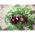 黑色系列观赏牡丹价格|黑色牡丹种植基地