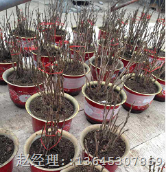 菏泽盆栽牡丹销售|盆栽牡丹**价格 