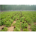 黑色牡丹菏泽种植基地|观赏牡丹基地直销