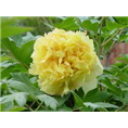 菏泽牡丹批发商|黄色观赏牡丹