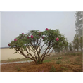 菏泽牡丹树**报价|山东牡丹树