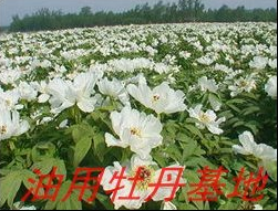 油用牡丹批发商|油用牡丹今年价格