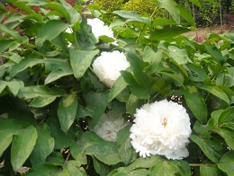 观赏牡丹种植基地|白色牡丹销售