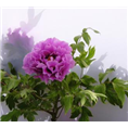 蓝色牡丹种植基地|蓝色牡丹批发商