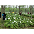 菏泽油用牡丹经销商|济南油用牡丹经销商