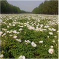 油用牡丹种植基地|山东油用牡丹价格