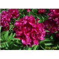 菏泽精品芍药销售商|精品芍药种植基地
