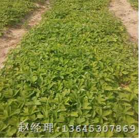 菏泽牡丹苗经销商|山东牡丹苗价格 