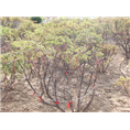 山东牡丹种植基地|菏泽牡丹树批发商